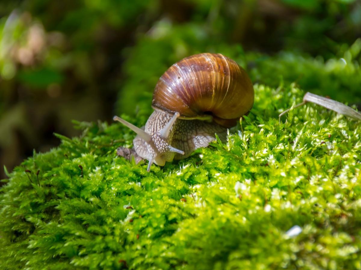 bava di lumaca un aiuto inaspettato per la pelle